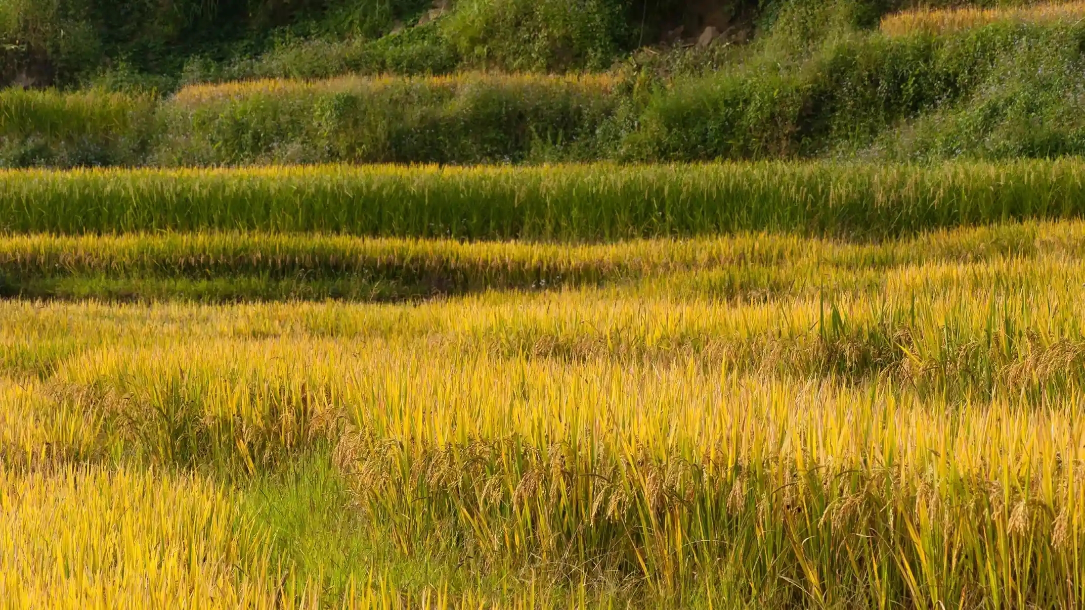 Introducing Ban Gioc Waterfall Cao Bang-2