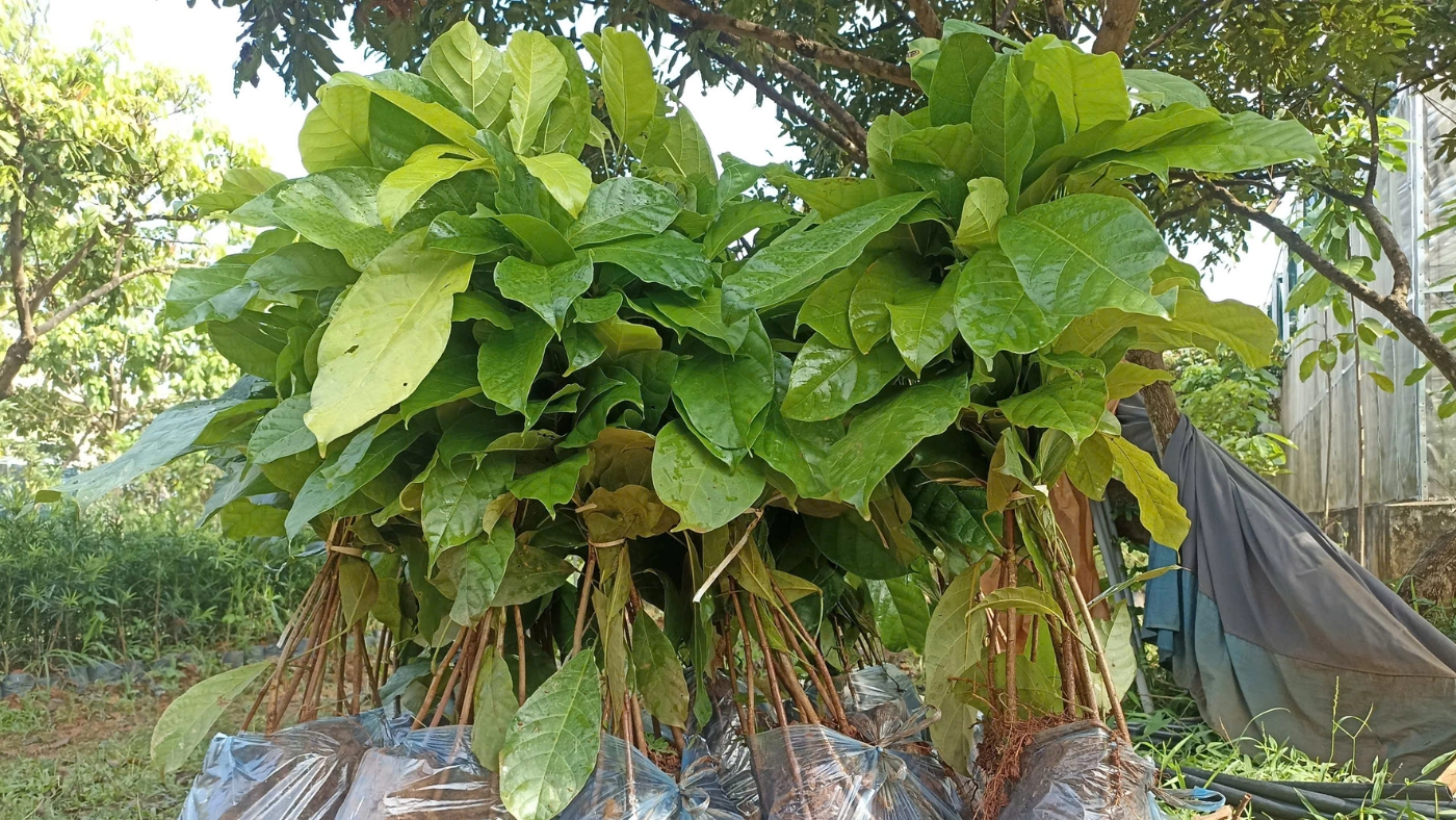 Footprint-Travel_Tree-Planting-02